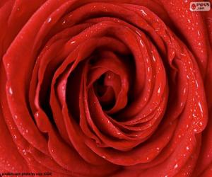 пазл Красная роза деталь